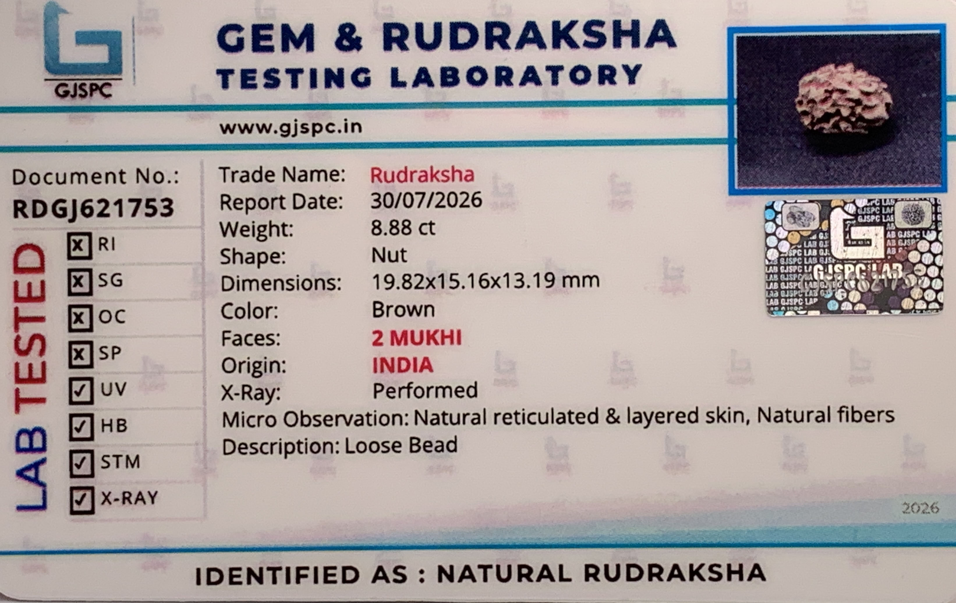 2Mukhi Rudraksha (1.776gm) view 2