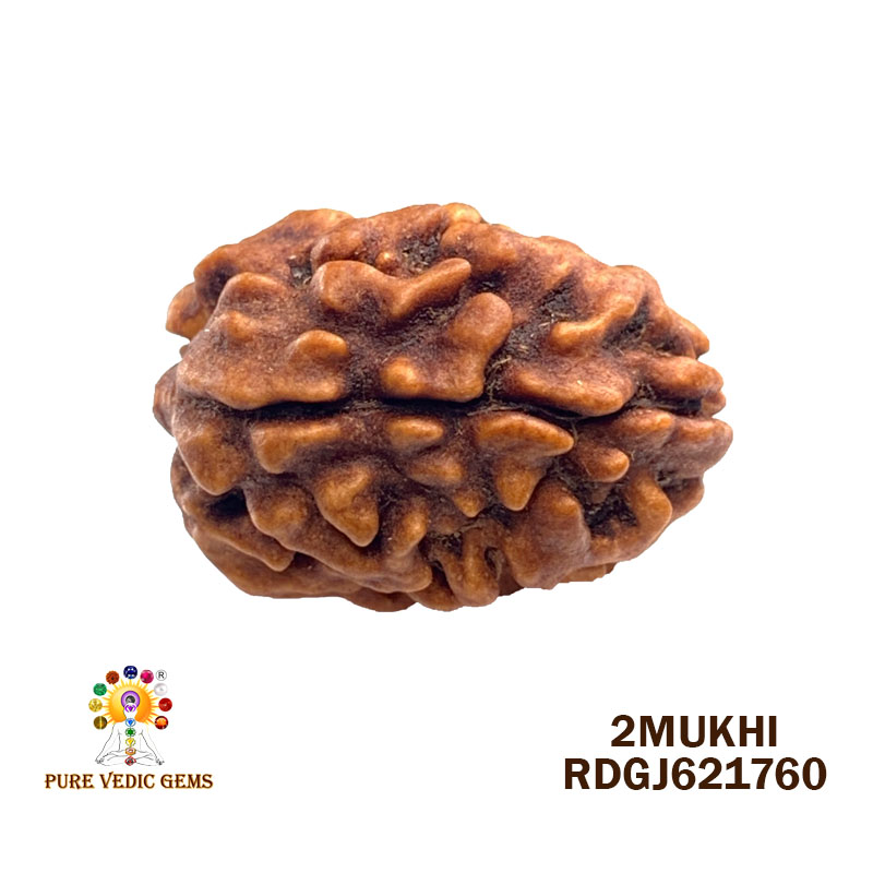 2 Mukhi Rudraksha (1.808gm)