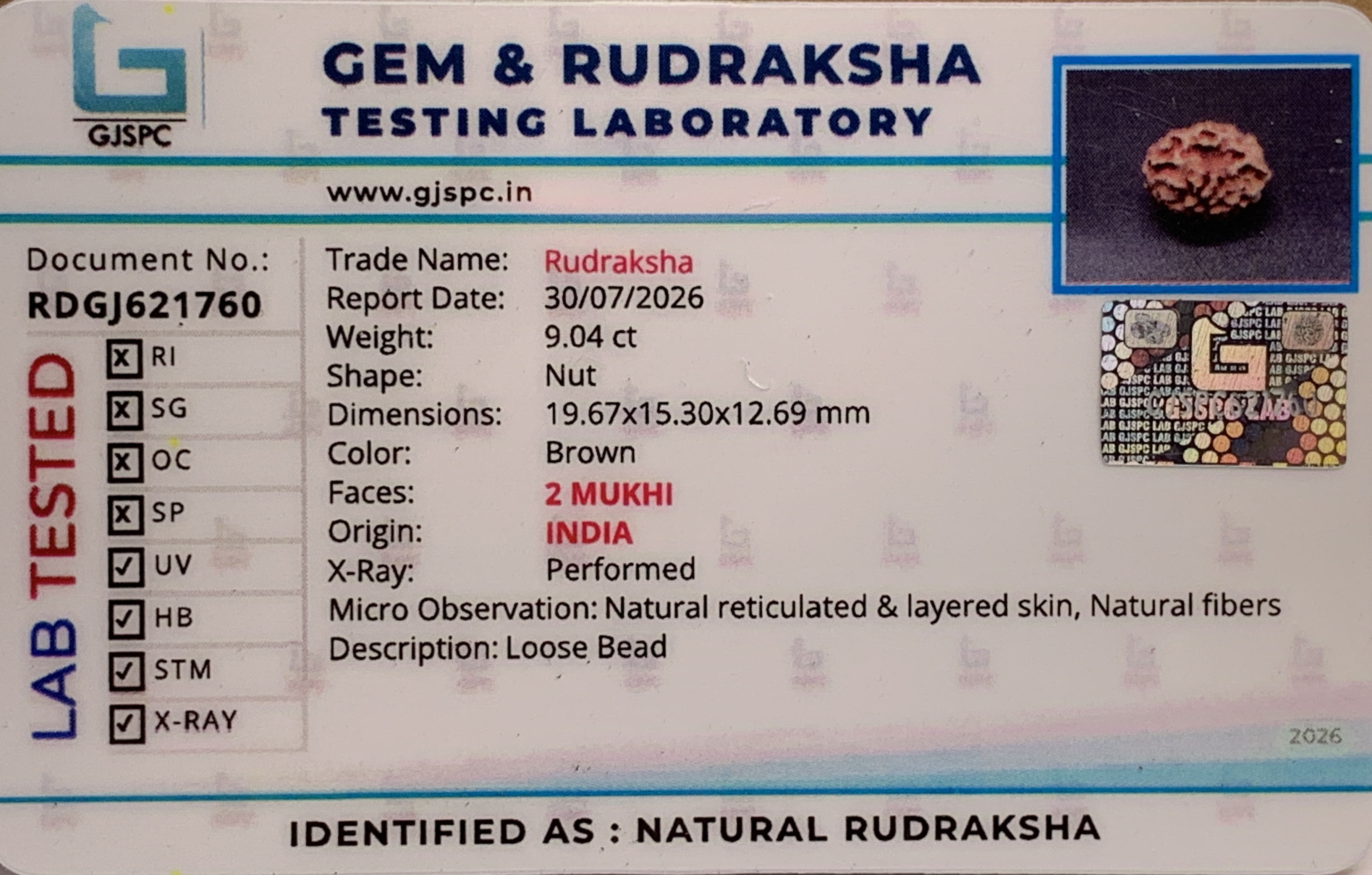 2 Mukhi Rudraksha (1.808gm) view 2