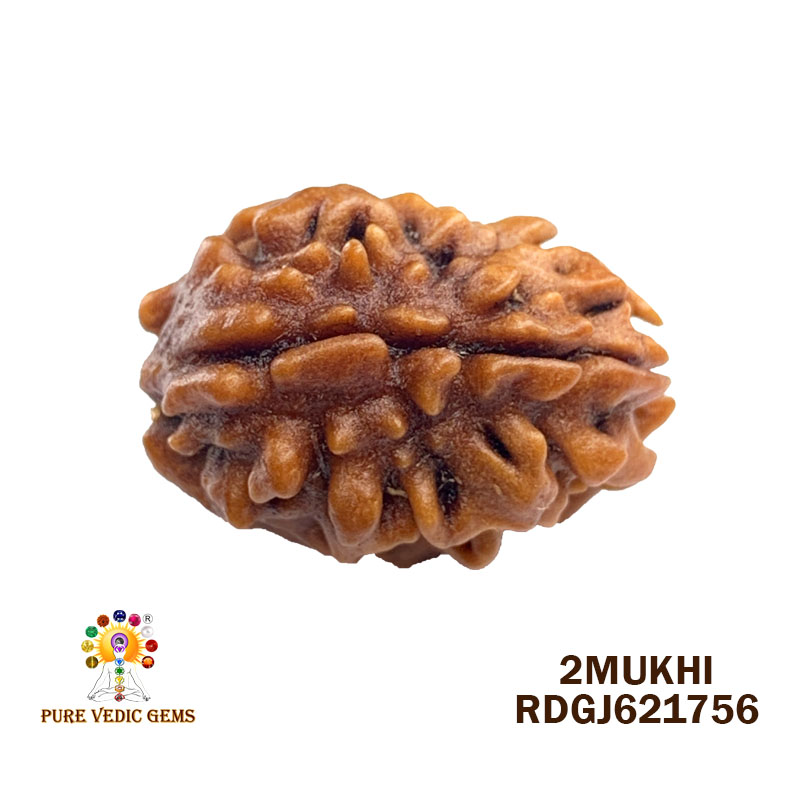 2 Mukhi Rudraksha (1.516gm)