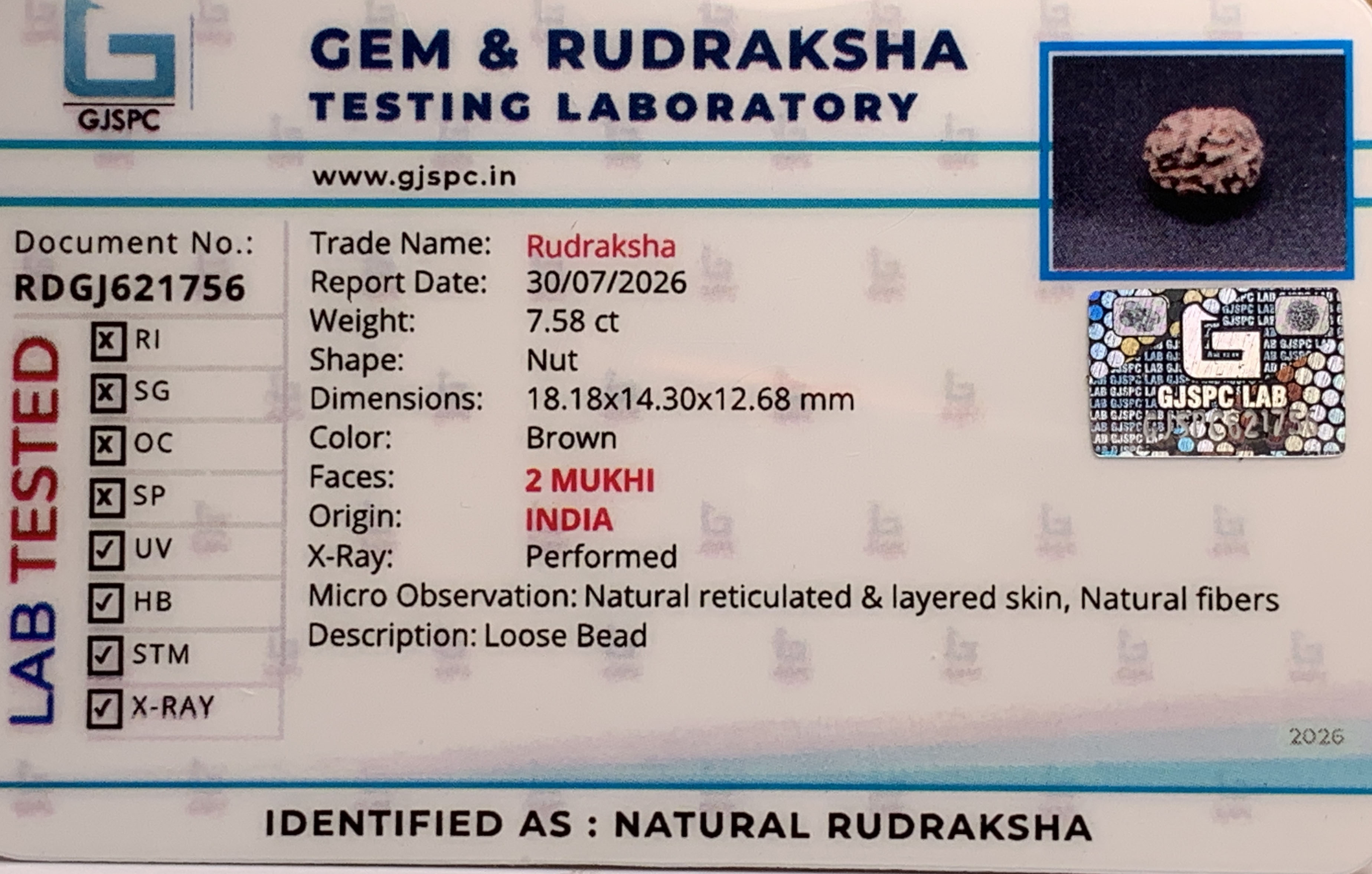 2 Mukhi Rudraksha (1.516gm) view 2