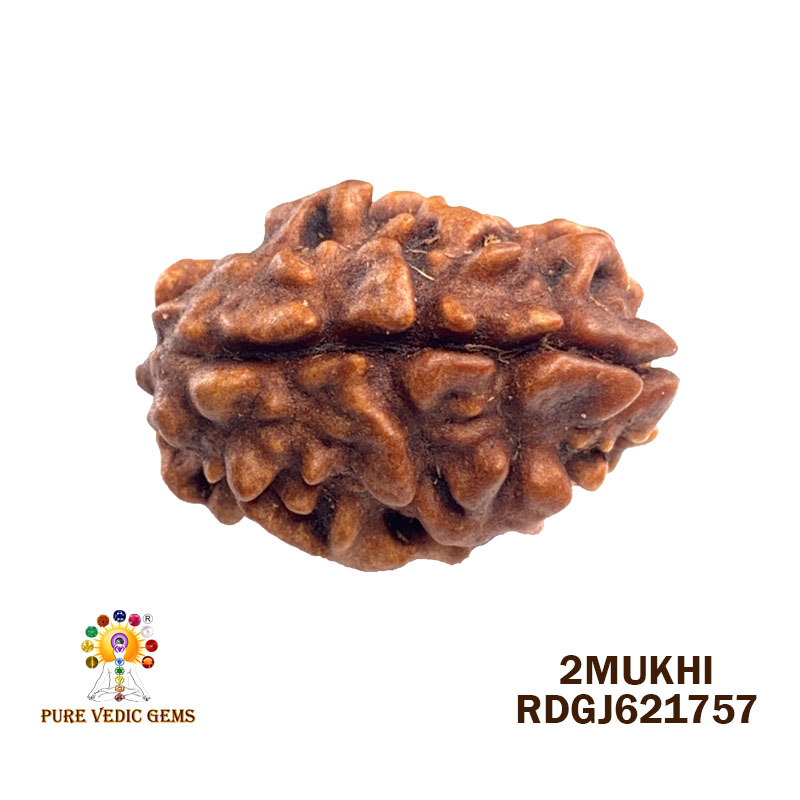 2 Mukhi Rudraksha (1.960gm)