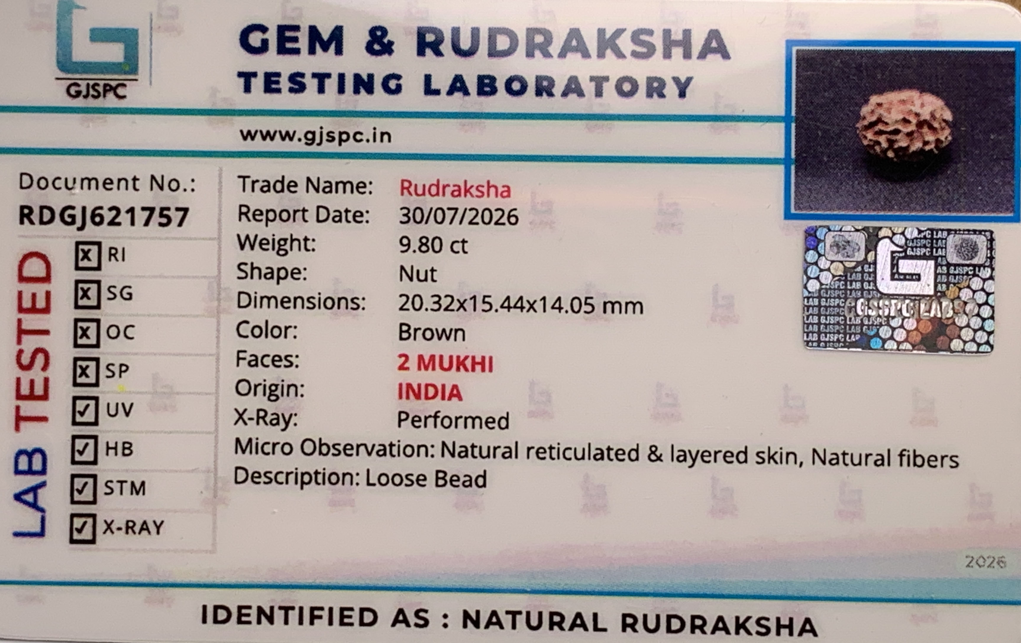 2 Mukhi Rudraksha (1.960gm) view 2