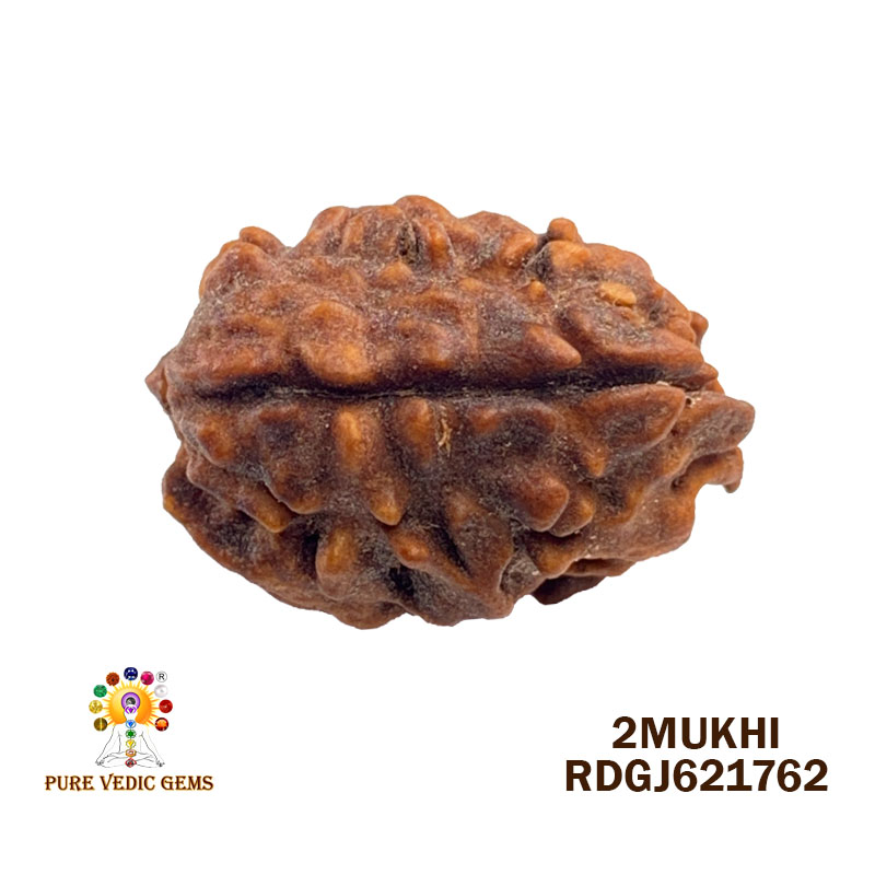 2 Mukhi Rudraksha (1.976gm)