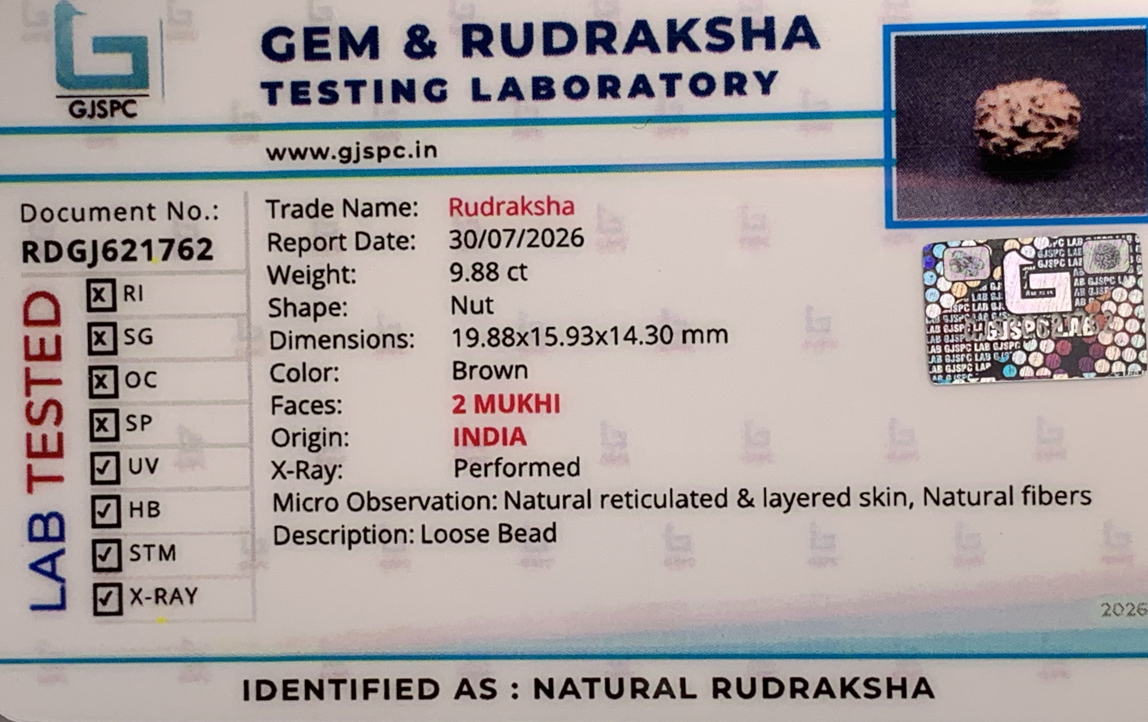 2 Mukhi Rudraksha (1.976gm) view 2