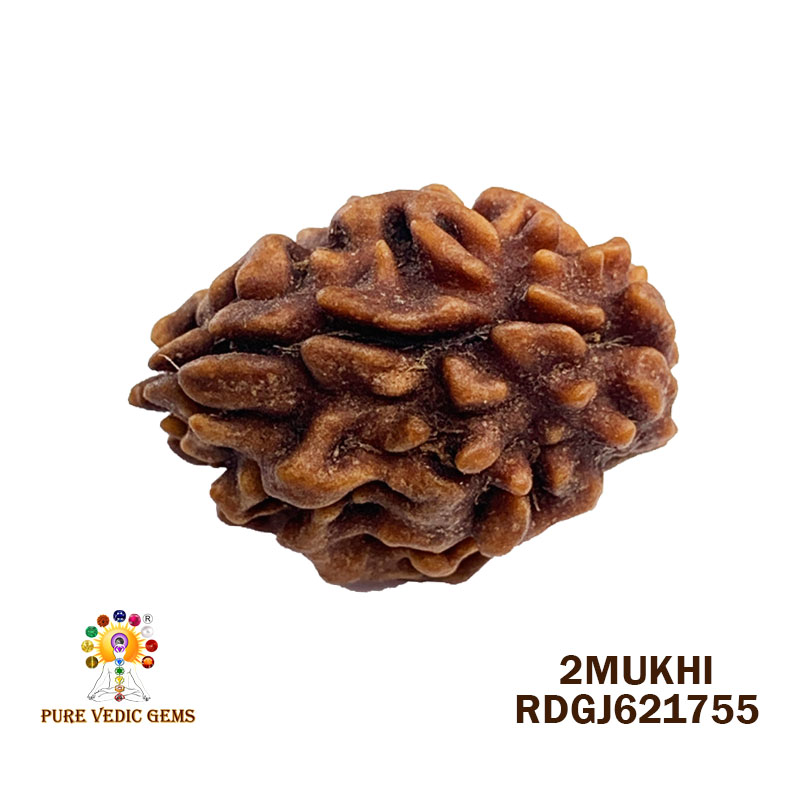 2 Mukhi Rudraksha (1.820gm)