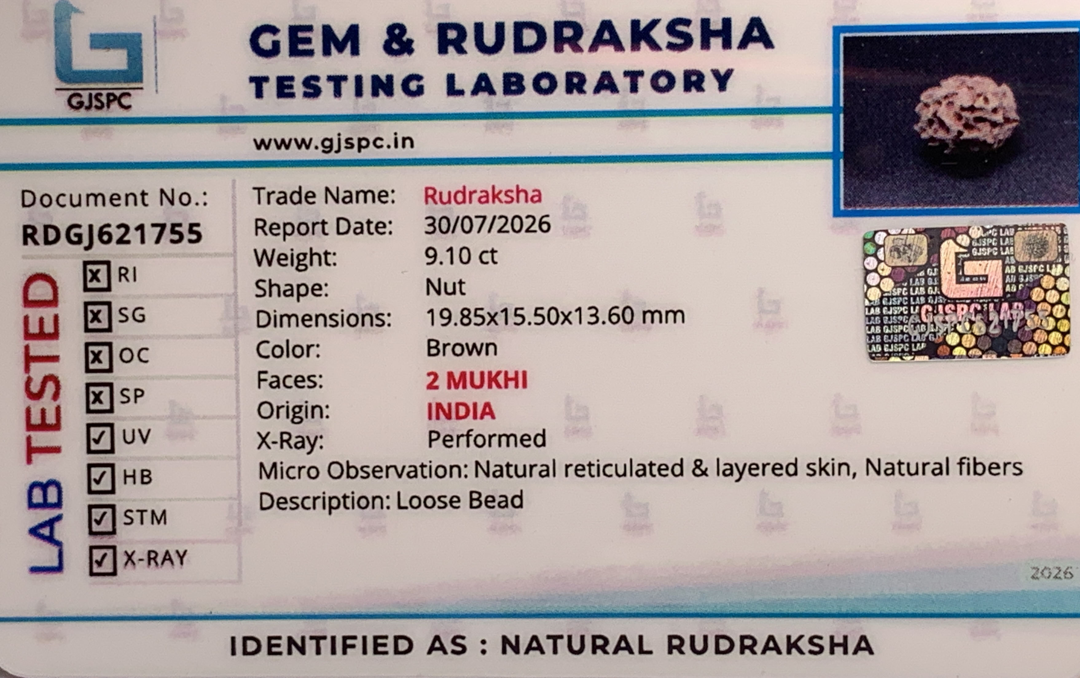 2 Mukhi Rudraksha (1.820gm) view 2