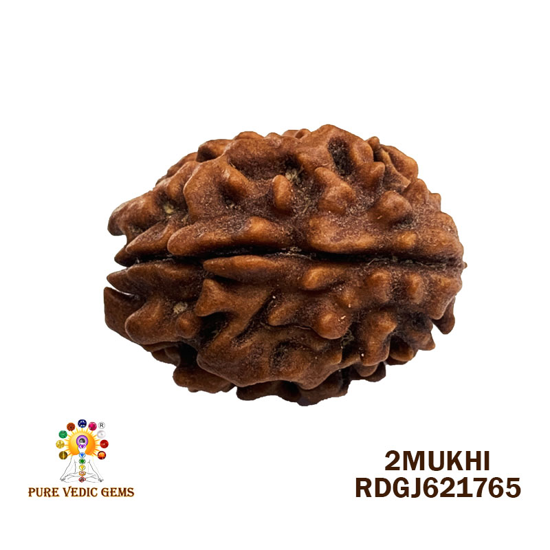 2 Mukhi Rudraksha (2.030gm)