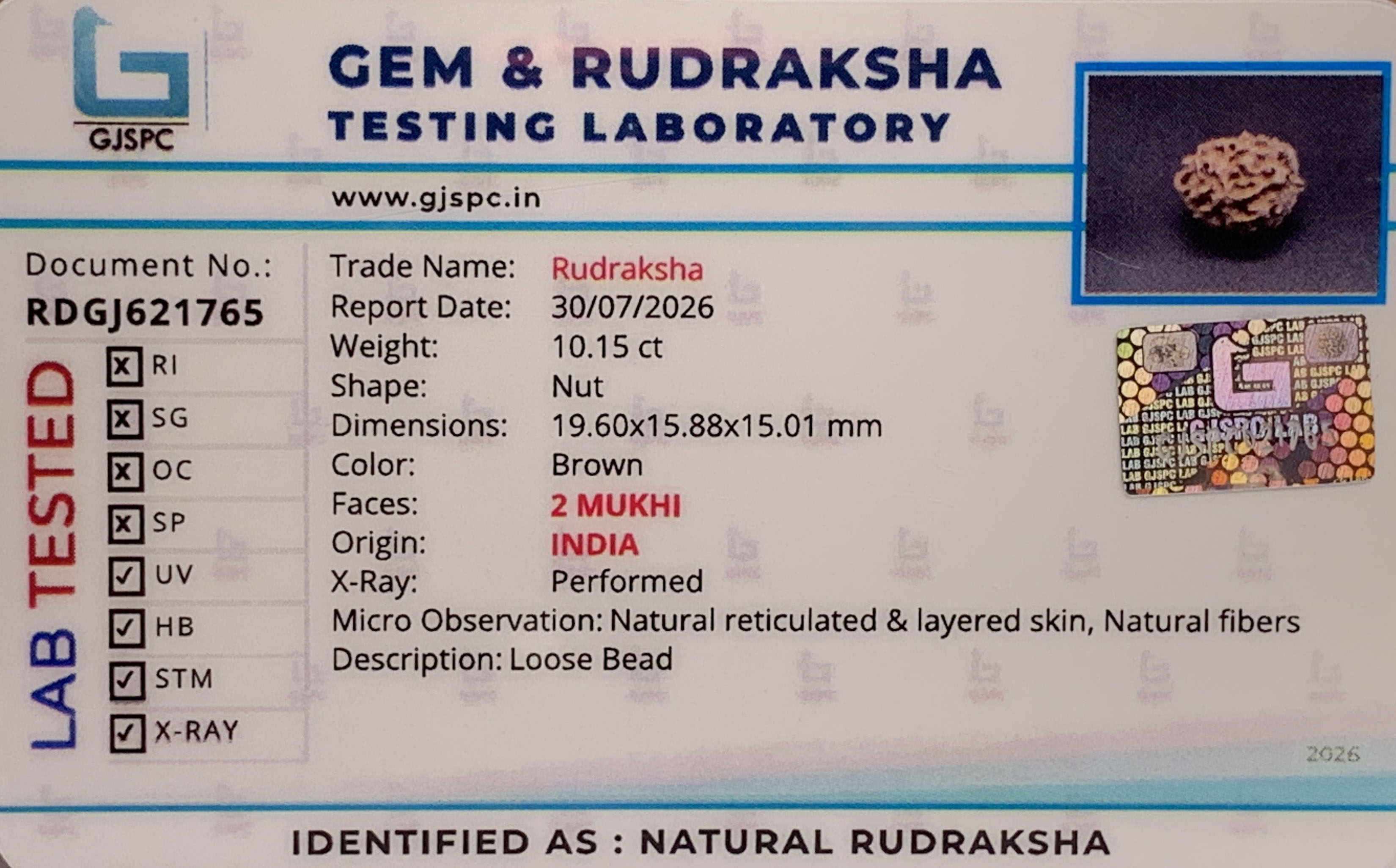 2 Mukhi Rudraksha (2.030gm) view 2