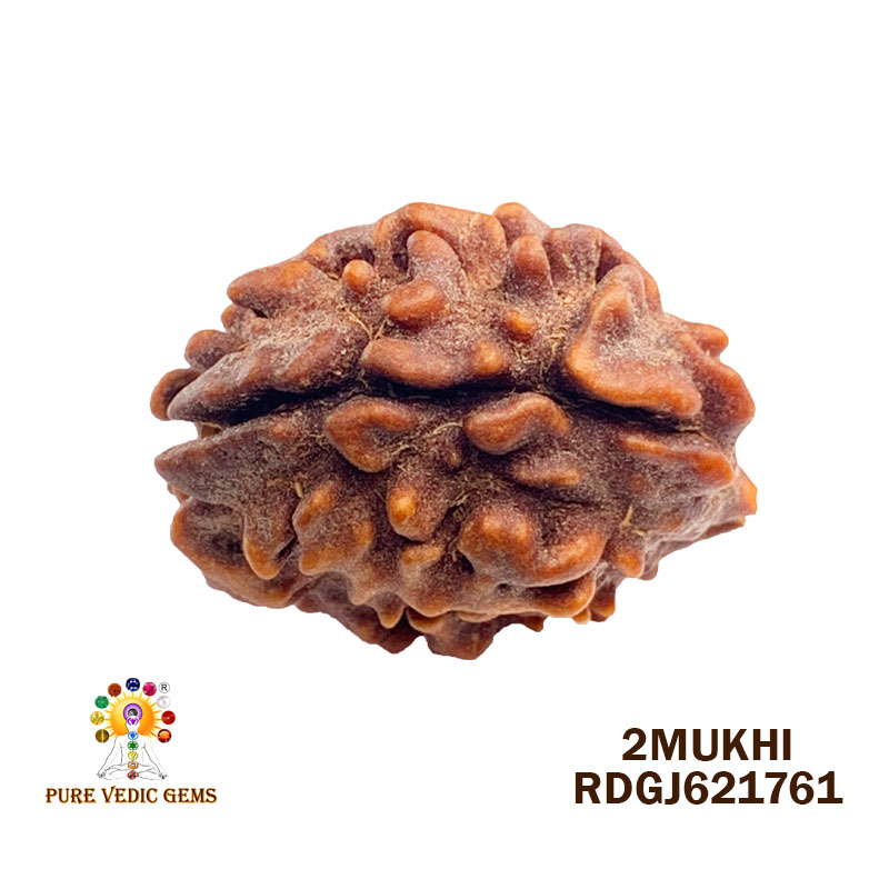 2 Mukhi Rudraksha (1.970gm)