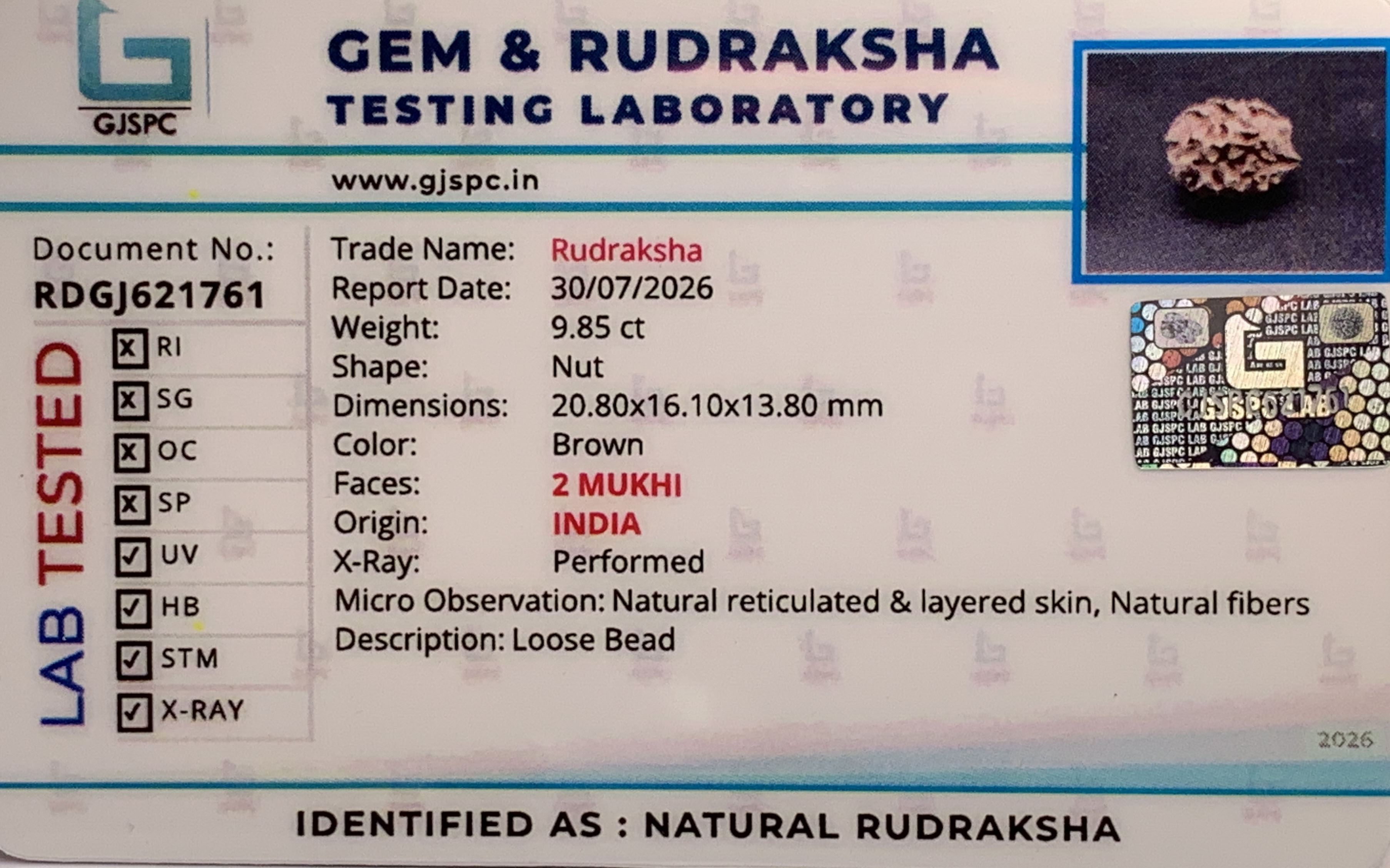 2 Mukhi Rudraksha (1.970gm) view 2