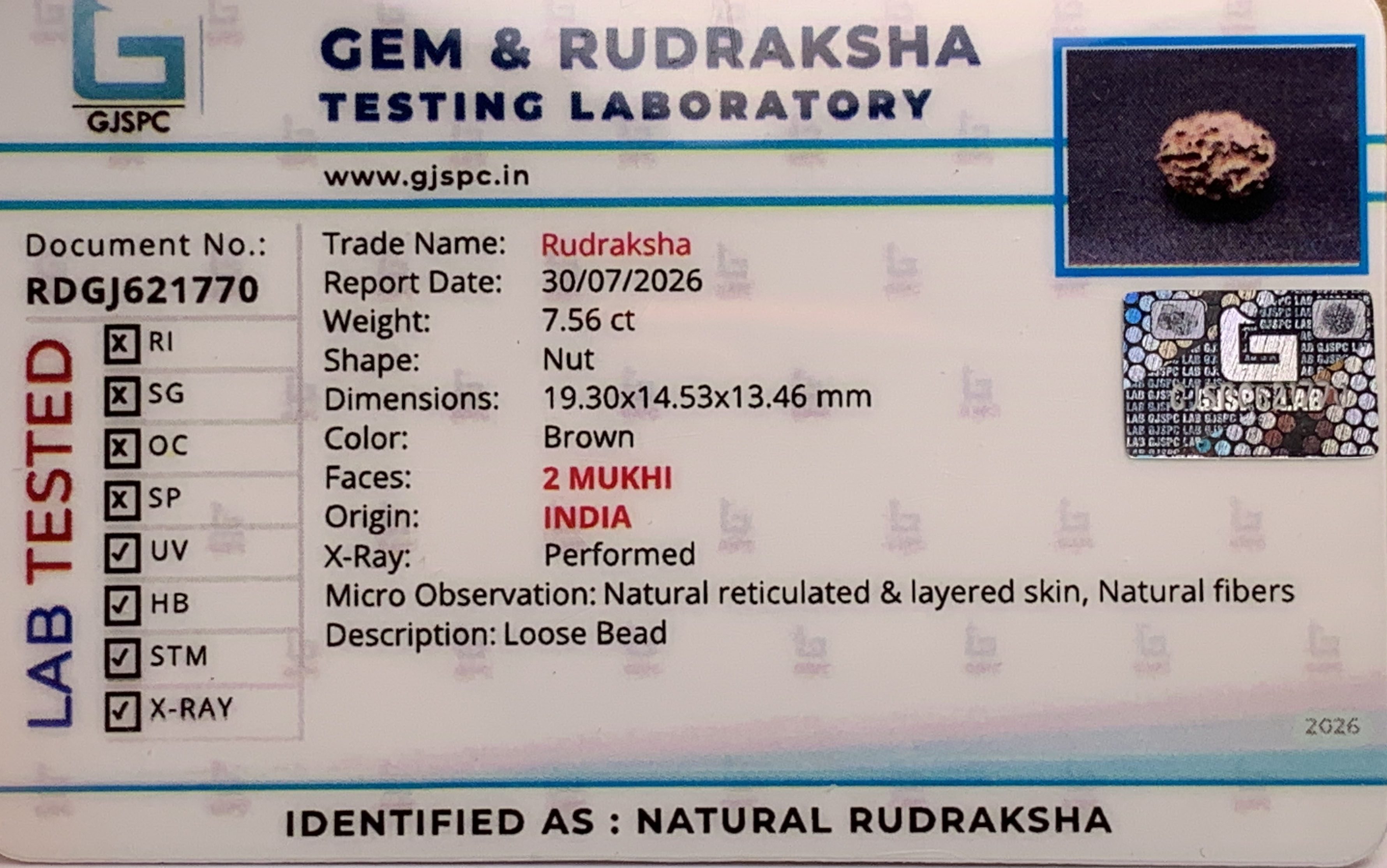 2 Mukhi Rudraksha (1.512gm) view 2