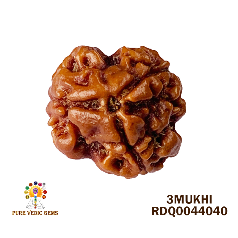 3Mukhi Rudraksha (1.688gm)