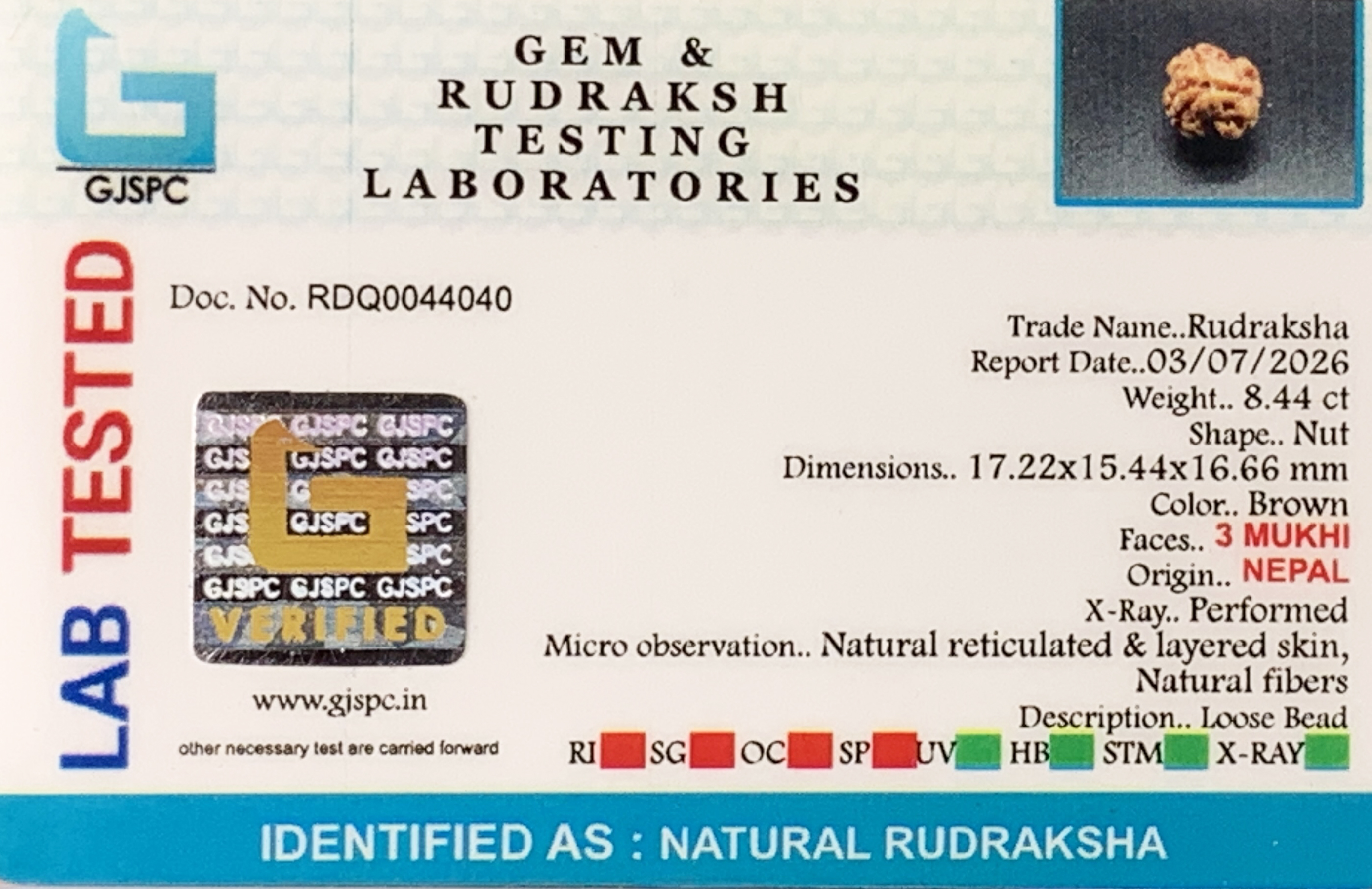 3Mukhi Rudraksha (1.688gm) view 2