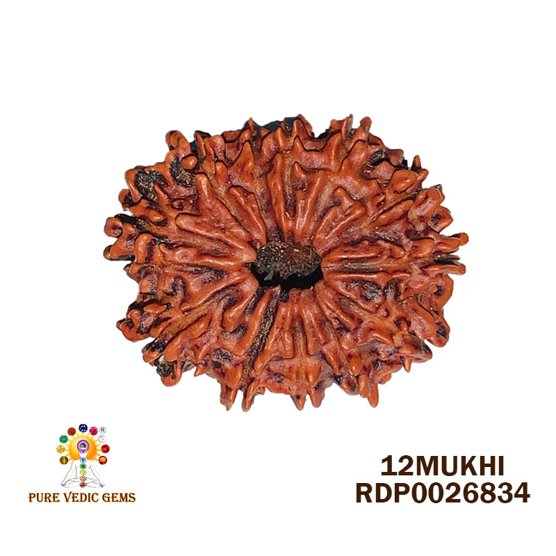 12 Mukhi Rudraksha (3.702gm)