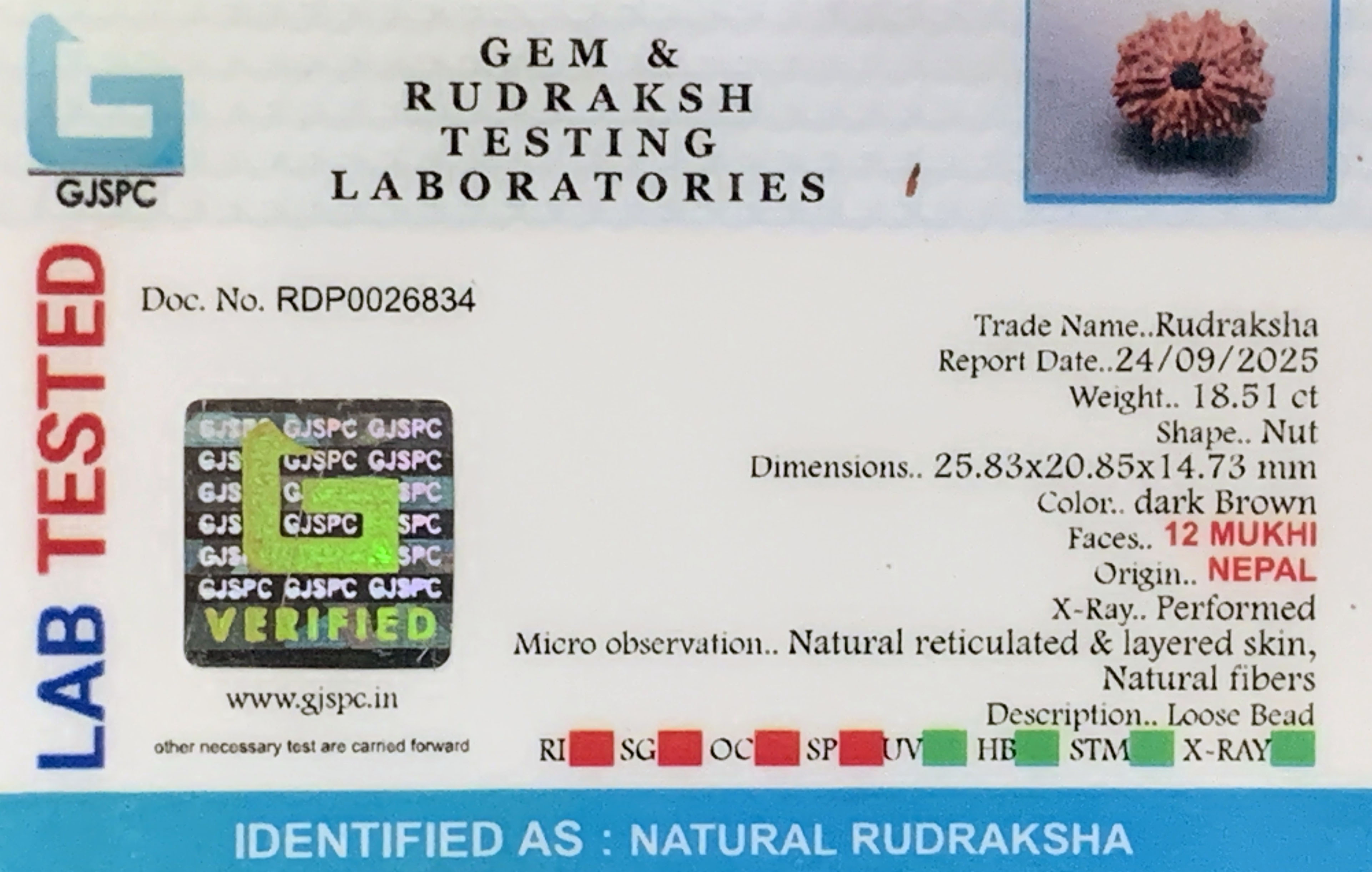 12 Mukhi Rudraksha (3.702gm) view 2