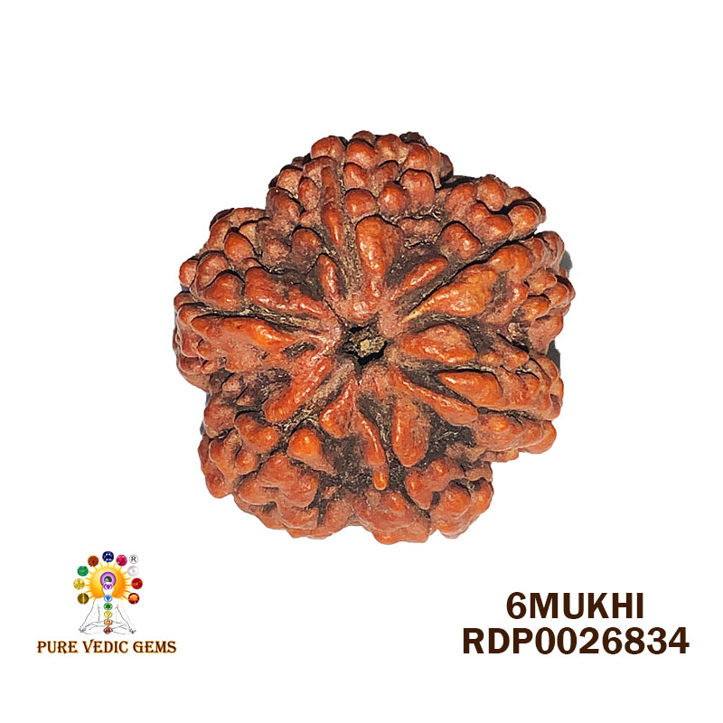 6 Mukhi Rudraksha (7.547gm)