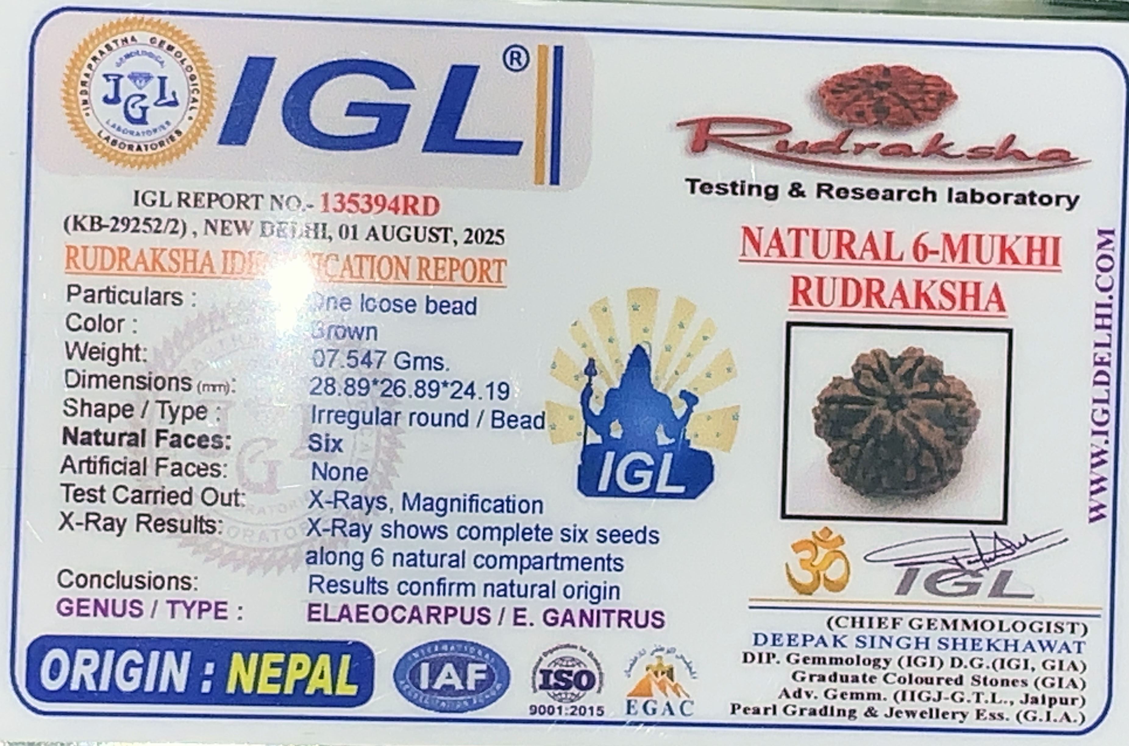 6 Mukhi Rudraksha (7.547gm) view 2