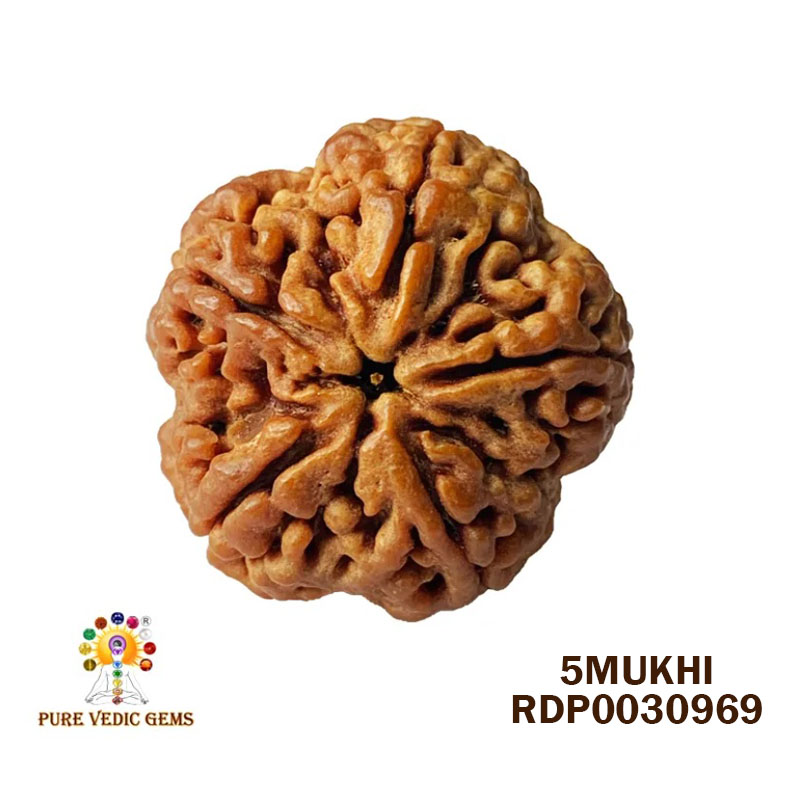 5 Mukhi Rudraksha (4.122gm) — image 1